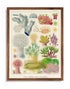 mocha wood frame Great Barrier Reef vintage print wall art